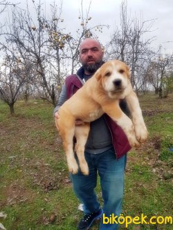 DEV ALABAY YAVRULARI 5