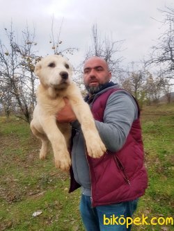 DEV ALABAY YAVRULARI 1