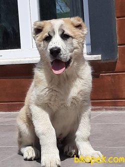 DEV ALABAY YAVRULARI 1