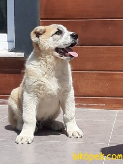DEV ALABAY YAVRULARI 5