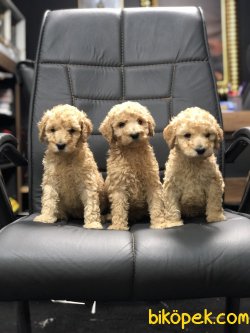 DEV BEBEK POODLELAR 3