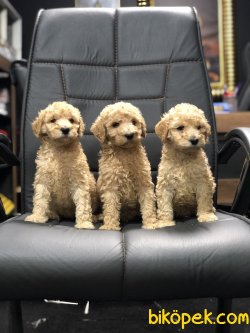 DEV BEBEK POODLELAR 2