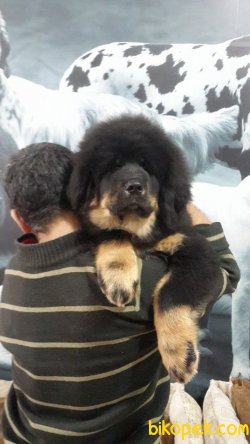 Dev Bekçi Köpeği Tibet Mastiff Yavruları 4