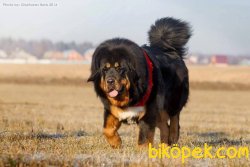 Dev Bekçi Köpeği Tibet Mastiff Yavruları 1