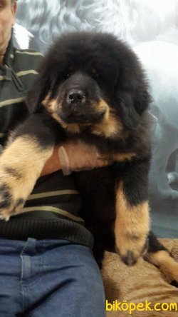 Dev Bekçi Köpeği Tibet Mastiff Yavruları 3