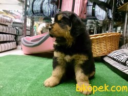 Dev Bekçi Köpeği Tibet Mastiff Yavruları 5