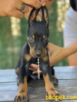Dev Boy Doberman Yavrularimiz 2