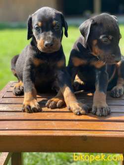 Dev Boy Doberman Yavrularimiz 1