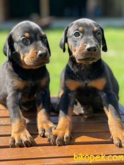 Dev Boy Doberman Yavrularimiz 2