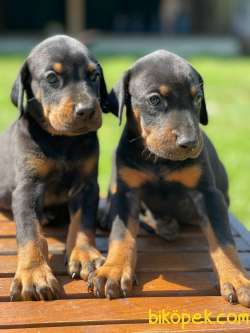 Dev Boy Doberman Yavrularimiz 3
