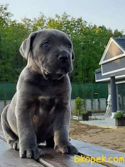 Dev Cane Corsa Yavruları Istanbul 4