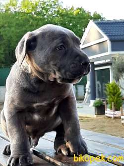 Dev Cane Corsa Yavruları Istanbul 1