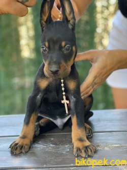 DEV DOBERMAN YAVRULARIMIZ 2
