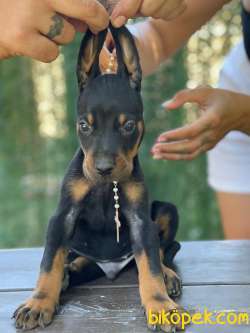 DEV DOBERMAN YAVRULARIMIZ 3