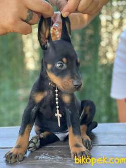 DEV DOBERMAN YAVRULARIMIZ 4