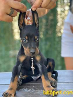 DEV DOBERMAN YAVRULARIMIZ 1