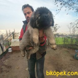 DEV  KAFKAS ÇOBAN KÖPEĞİ YAVRUSU 1