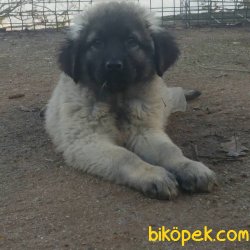 DEV  KAFKAS ÇOBAN KÖPEĞİ YAVRUSU 5
