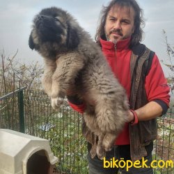 DEV  KAFKAS ÇOBAN KÖPEĞİ YAVRUSU 2