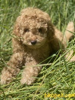 Dev Poodle Bebekler Orjinal Standart 2