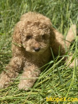 Dev Poodle Bebekler Orjinal Standart 4