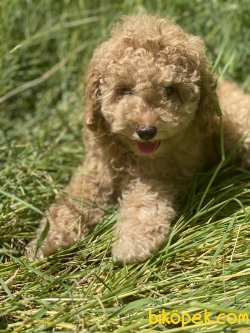 Dev Poodle Bebekler Orjinal Standart 3