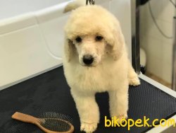 Dev Poodle Bebekler Türkiyede Tek 3