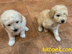 Dev Poodle Bebeklerimiz  Orjinal 55-60 Cm Anne Baba 1