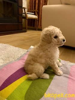 Dev Poodle Bebeklerimiz  Orjinal 55-60 Cm Anne Baba 2