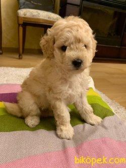 Dev Poodle Bebeklerimiz  Orjinal 55-60 Cm Anne Baba 4