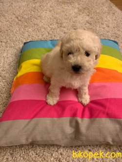 Dev Poodle Bebeklerimiz  Orjinal 55-60 Cm Anne Baba 3