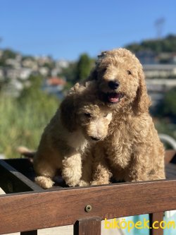 Dev Poodle Bebeklerimiz Orjinal Anne Baba 60-65 Cm 2