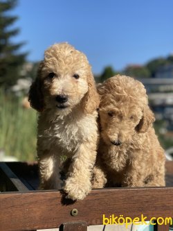 Dev Poodle Bebeklerimiz Orjinal Anne Baba 60-65 Cm 5