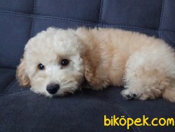 Dev Poodle Bebeklermiz Anne Baba 55-60 Cm 3