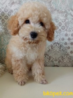 Dev Poodle Bebeklermiz Anne Baba 55-60 Cm 1