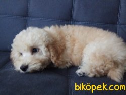 Dev Poodle Bebeklermiz Anne Baba 55-60 Cm 2