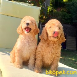 Dev Poodle Royal Poodle Yavrularımız 2