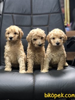 DEV POODLE YAVRULAR TURKIYEDE TEK 2