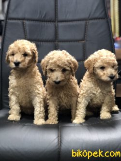 DEV POODLE YAVRULAR TURKIYEDE TEK 3