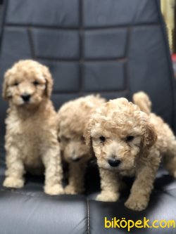 DEV POODLE YAVRULAR TURKIYEDE TEK 1