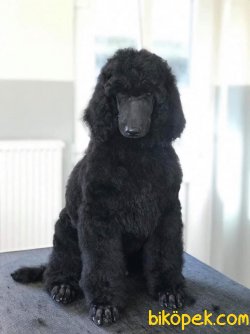 Dev Standart Poodle Secereli Yavrularımız 2