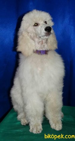 Dev Standart Poodle Yavrularımız Secereli 4