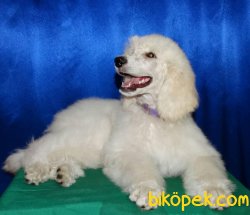 Dev Standart Poodle Yavrularımız Secereli 1