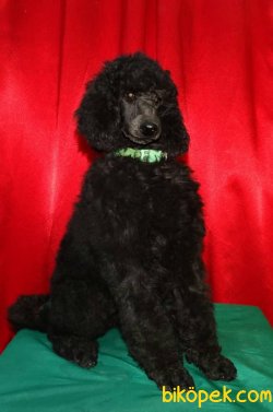 Dev Standart Poodle Yavrularımız Secereli 2