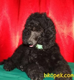 Dev Standart Poodle Yavrularımız Secereli 3