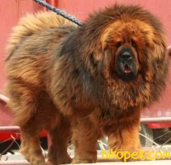 DEV TIBET MASTIFI YAVRULARI 1