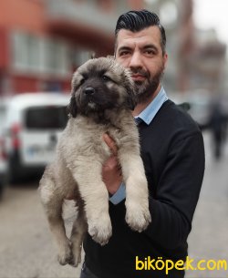 Devasa Kafkas Çoban Köpeği Yavrularımız 2