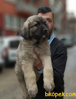 Devasa Kafkas Çoban Köpeği Yavrularımız 1