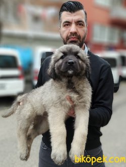 Devasa Kafkas Çoban Köpeği Yavrularımız 3