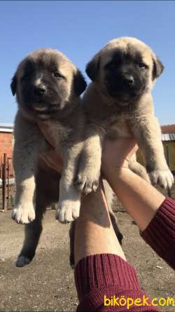 Devasa Safkan Kangal Yavrular 2